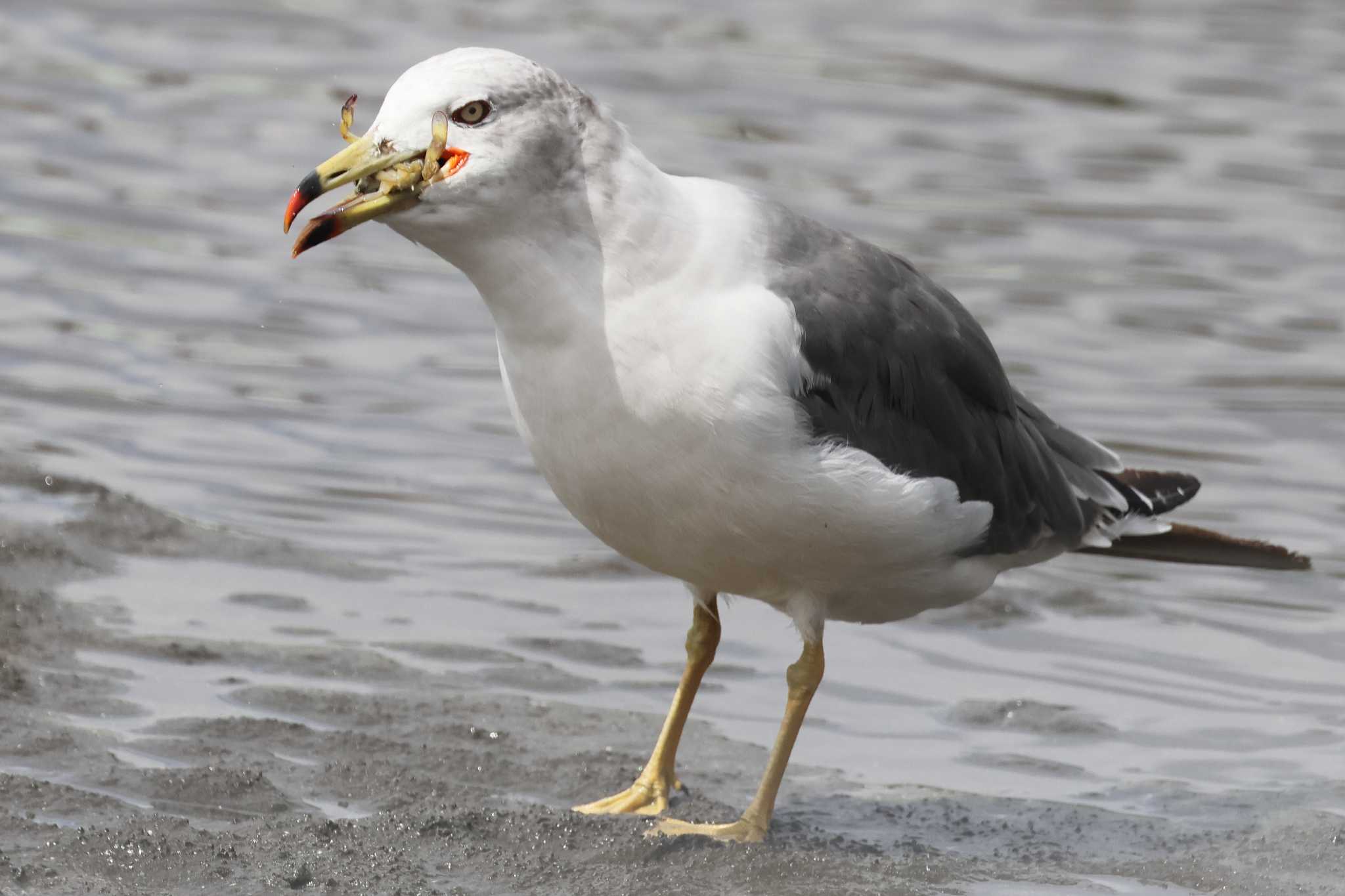 Photo of Black-tailed Gull at Sambanze Tideland by yuki