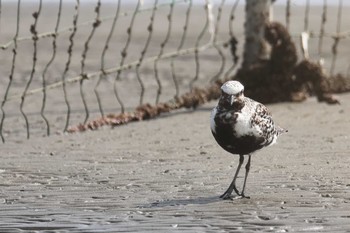 Grey Plover Unknown Spots Sat, 9/3/2022