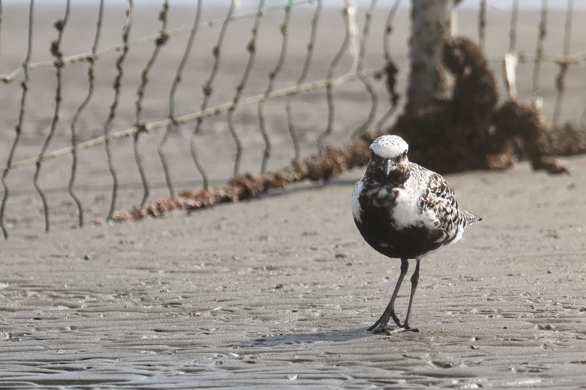 Photo of Grey Plover at  by yuki