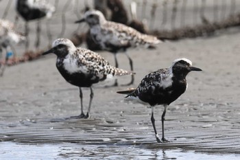 Grey Plover Sambanze Tideland Sat, 9/3/2022