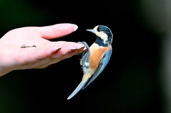 Varied Tit 西湖野鳥の森公園 Sat, 9/3/2022