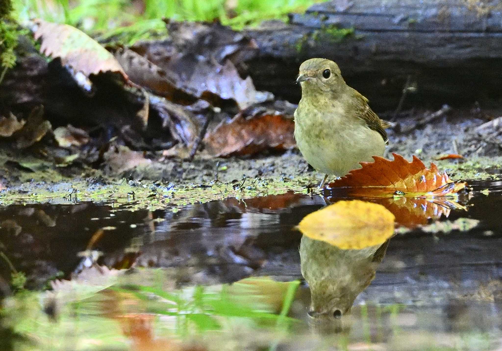 大洞の水場 キビタキの写真 by 塩コンブ