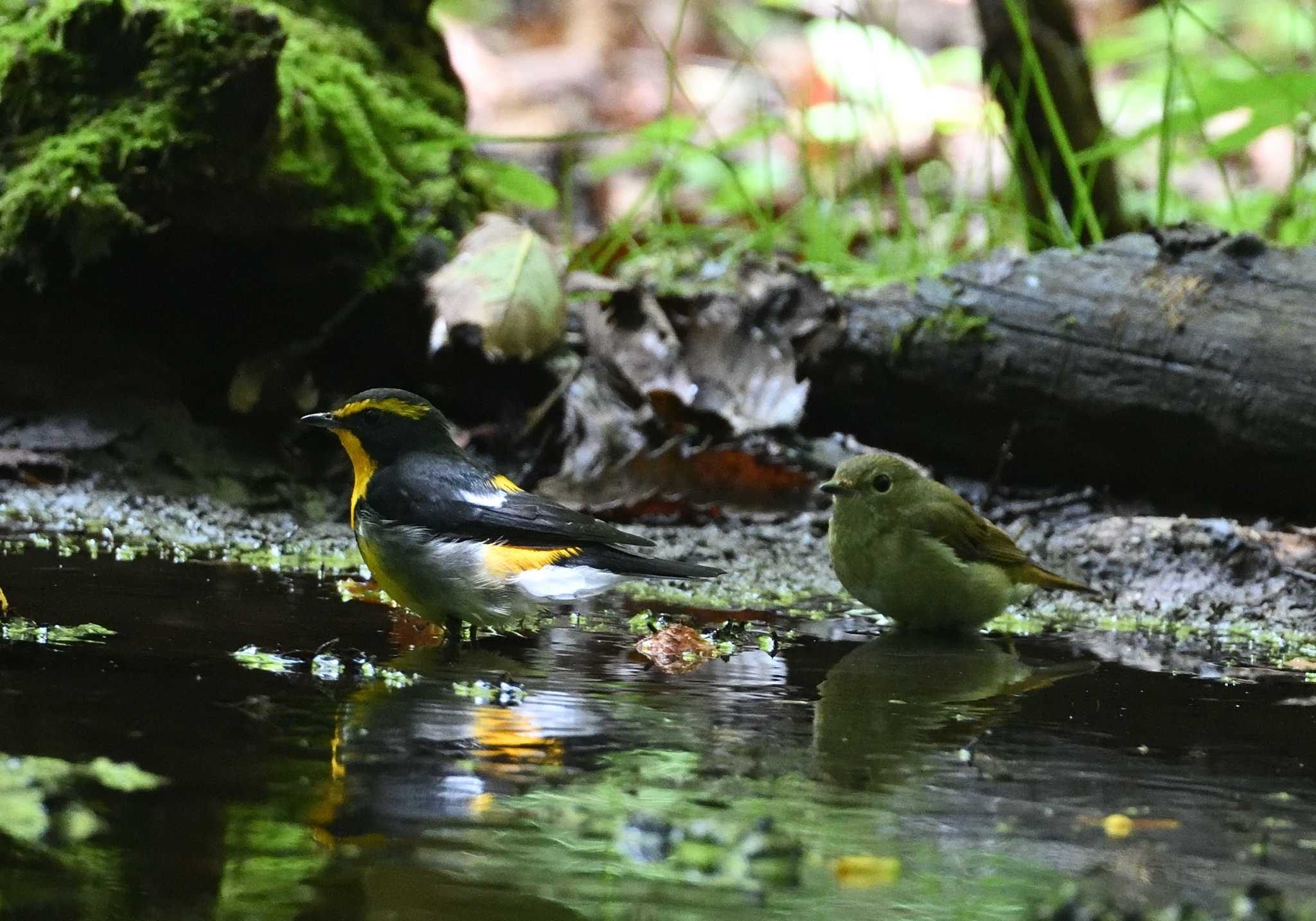 大洞の水場 キビタキの写真 by 塩コンブ