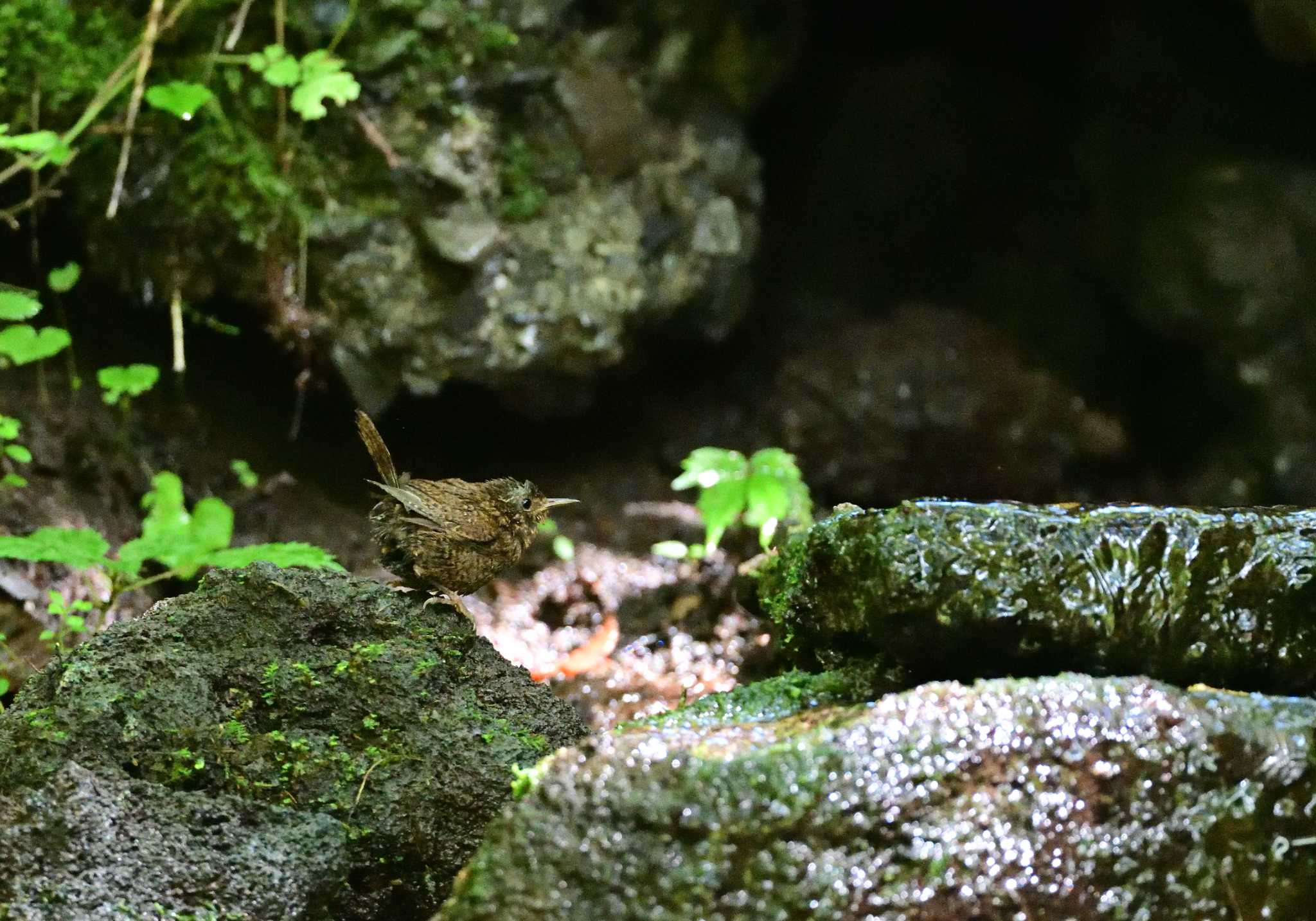 大洞の水場 ミソサザイの写真 by 塩コンブ