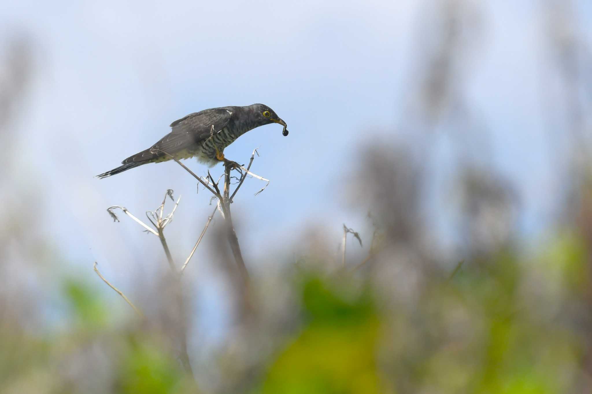 Oriental Cuckoo