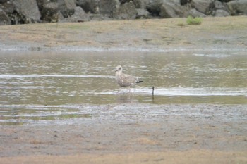 Sun, 9/4/2022 Birding report at 鈴鹿川派川河口