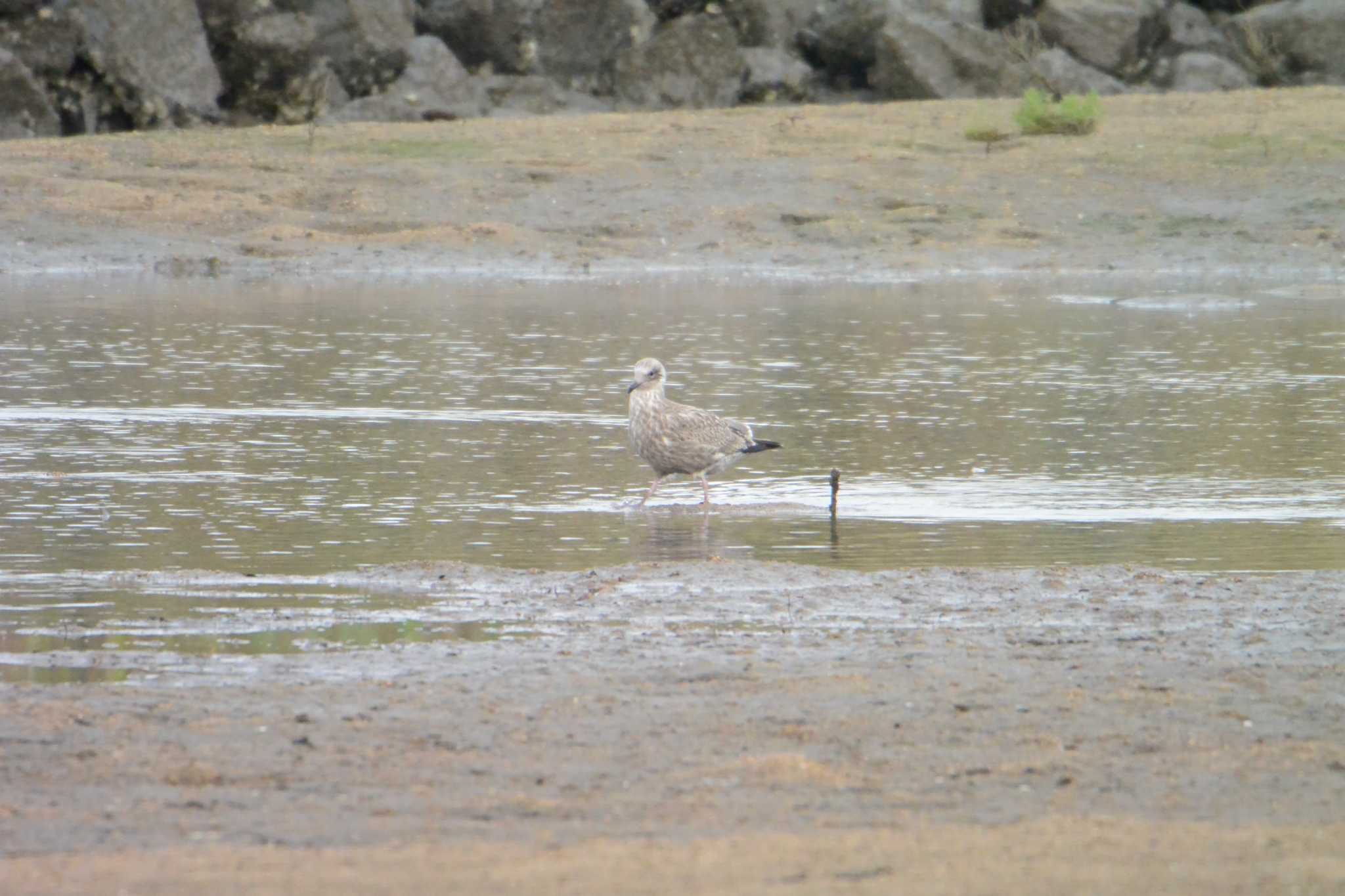 Photo of Vega Gull at 鈴鹿川派川河口 by sword-fish8240