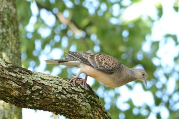 Oriental Turtle Dove 大羽根緑地 Sun, 9/4/2022