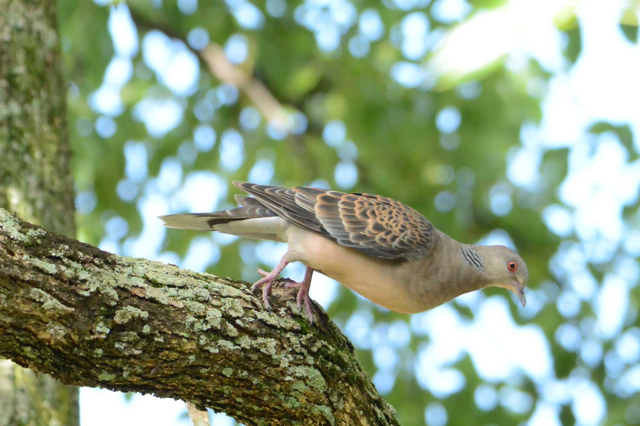 Oriental Turtle Dove