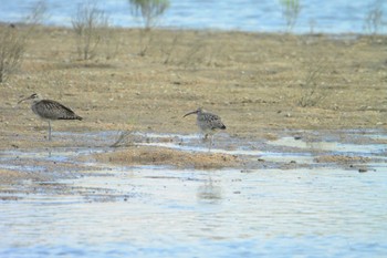 チュウシャクシギ 鈴鹿川派川河口 2022年9月4日(日)