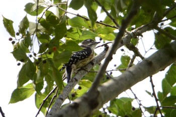 Japanese Pygmy Woodpecker 大羽根緑地 Sun, 9/4/2022