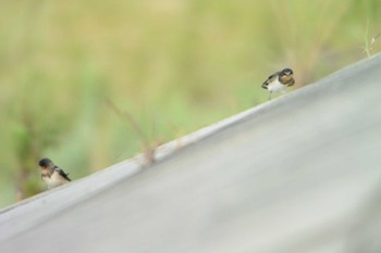 Barn Swallow 鈴鹿川派川河口 Sun, 9/4/2022