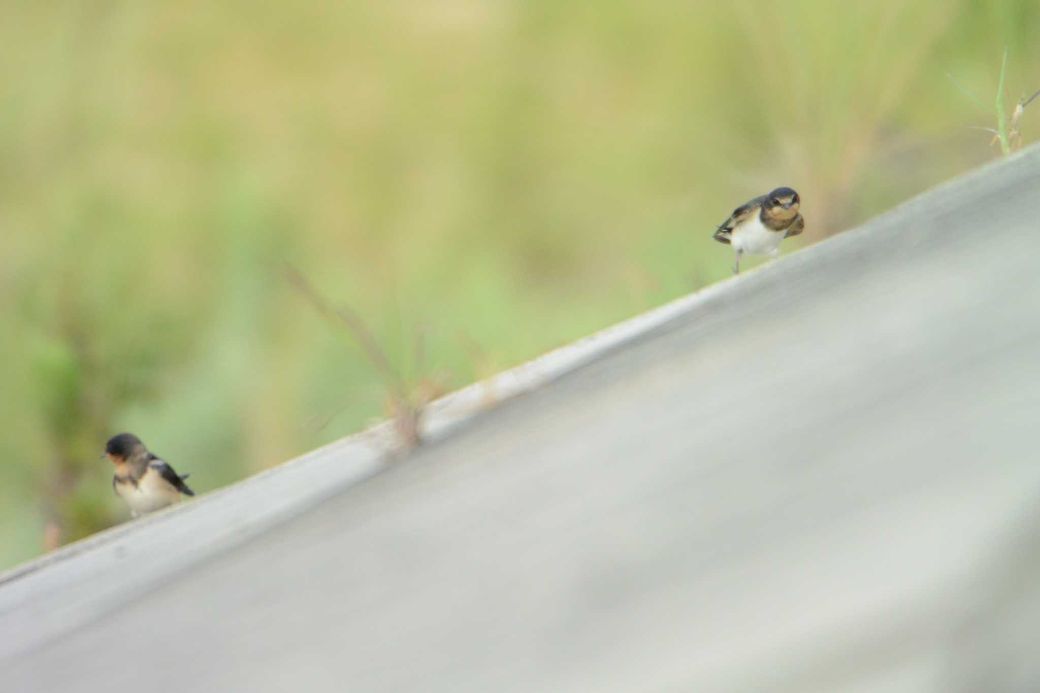 Photo of Barn Swallow at 鈴鹿川派川河口 by sword-fish8240