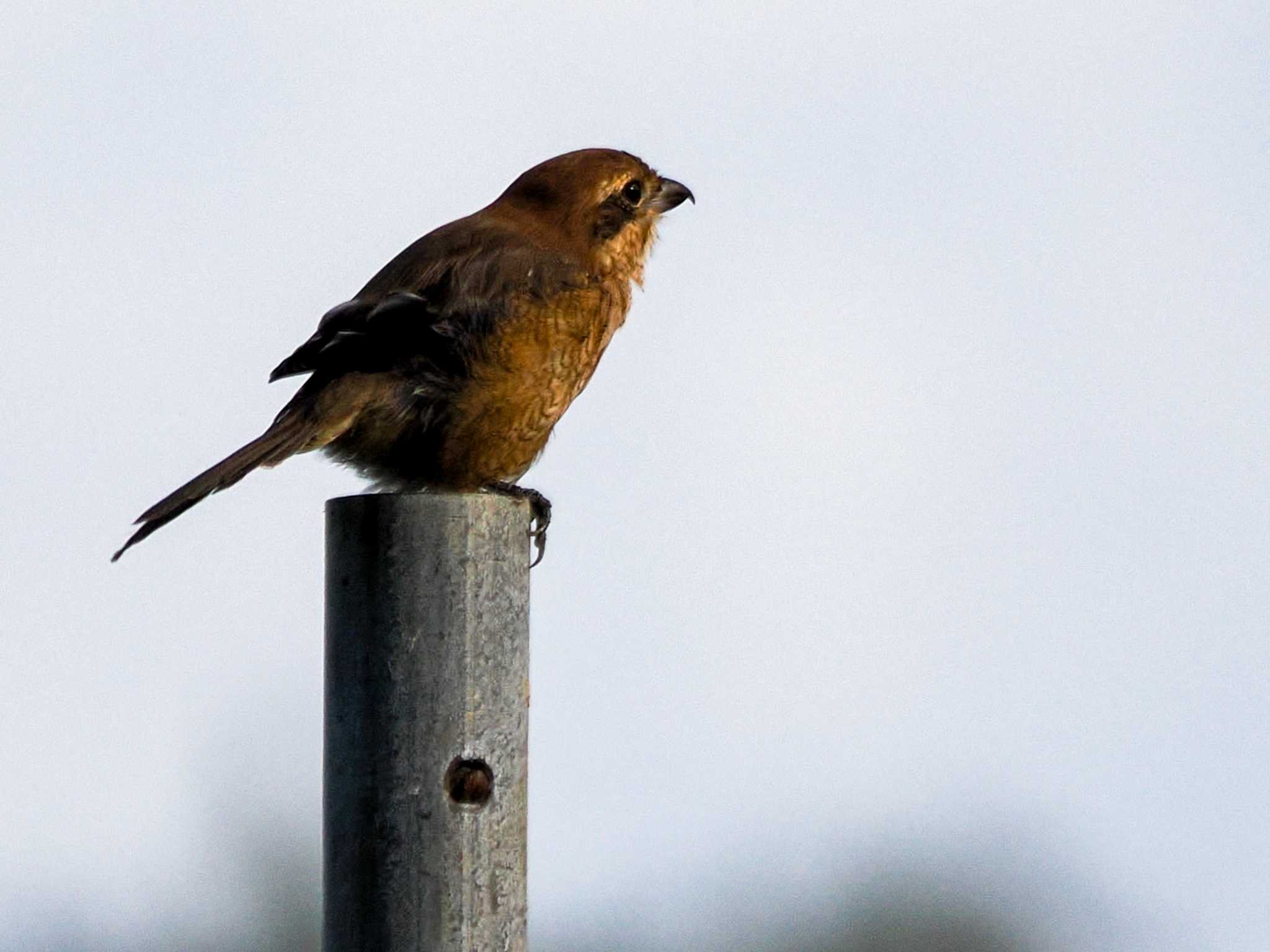 Bull-headed Shrike