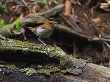 Japanese Robin 大蔵高丸 Sun, 9/4/2022