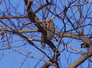 2018年1月30日(火) 秋ヶ瀬公園の野鳥観察記録