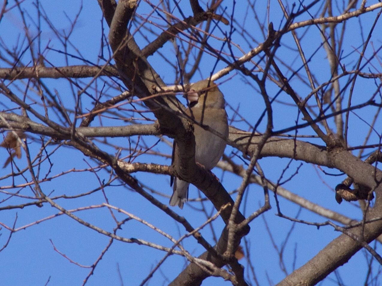 Photo of Hawfinch at Akigase Park by 保谷義章