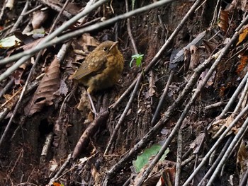 2022年9月4日(日) 大蔵高丸の野鳥観察記録