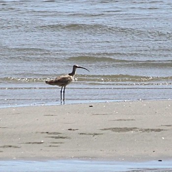 Far Eastern Curlew 吉野川河口 Sun, 9/4/2022