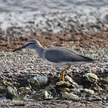 Grey-tailed Tattler 吉野川河口 Sun, 9/4/2022