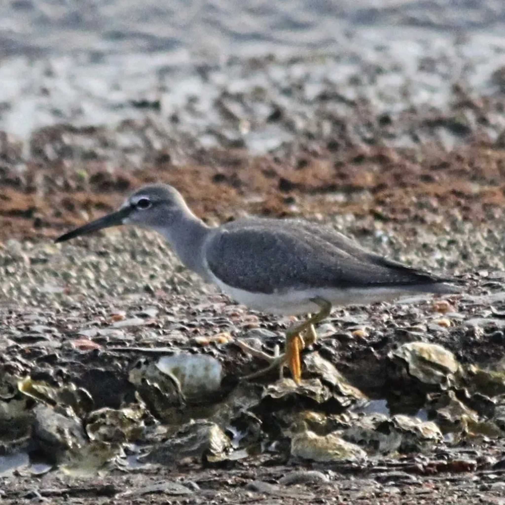 Photo of Grey-tailed Tattler at 吉野川河口 by utau_tori