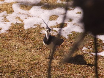 タゲリ 秋ヶ瀬公園付近 2018年1月30日(火)