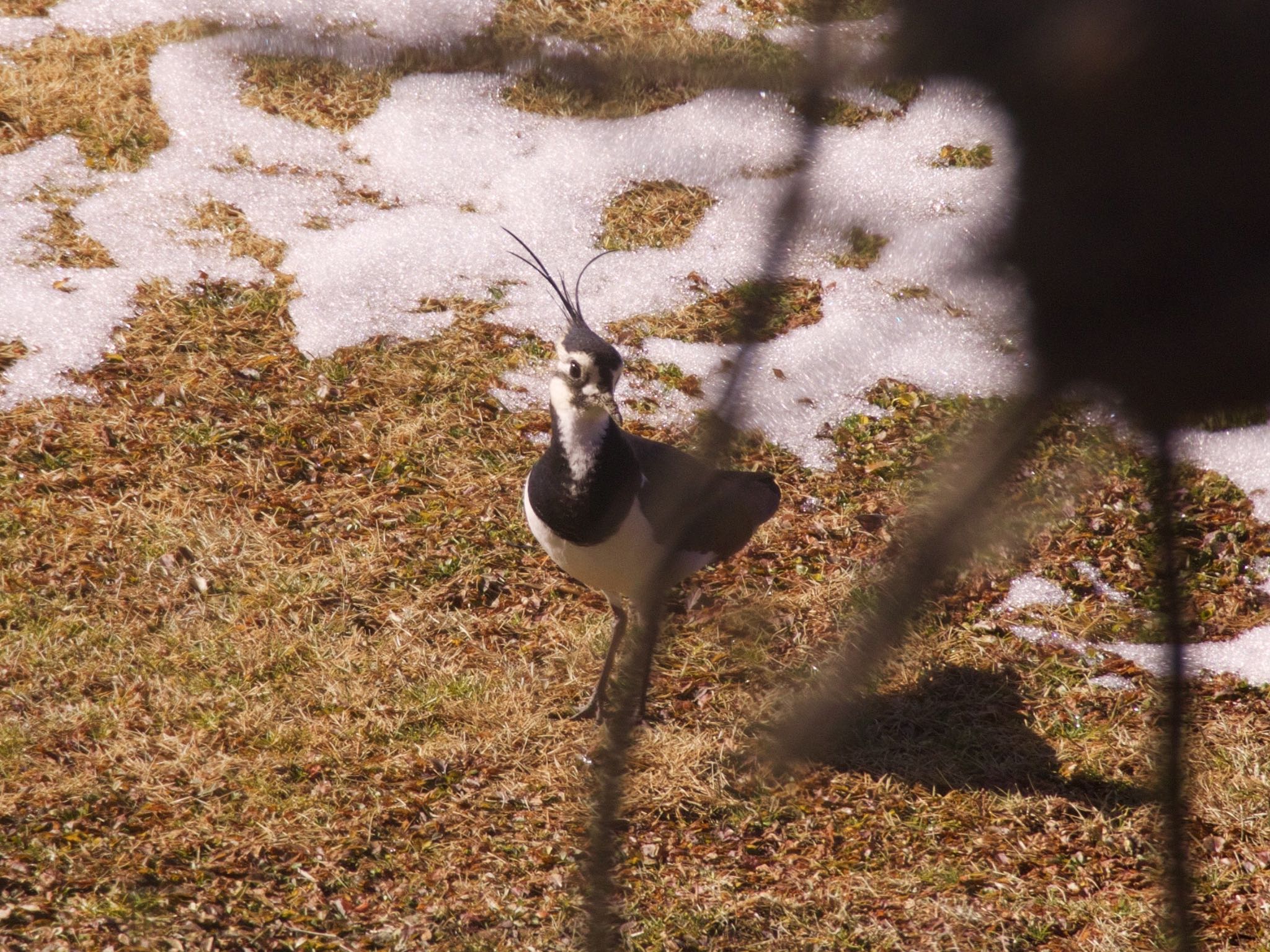 Photo of Northern Lapwing at 秋ヶ瀬公園付近 by 保谷義章