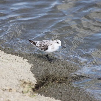 Sanderling 吉野川河口 Sun, 9/4/2022