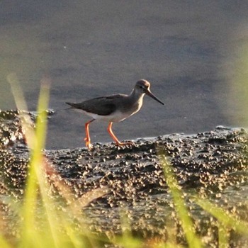 Sun, 9/4/2022 Birding report at 吉野川河口