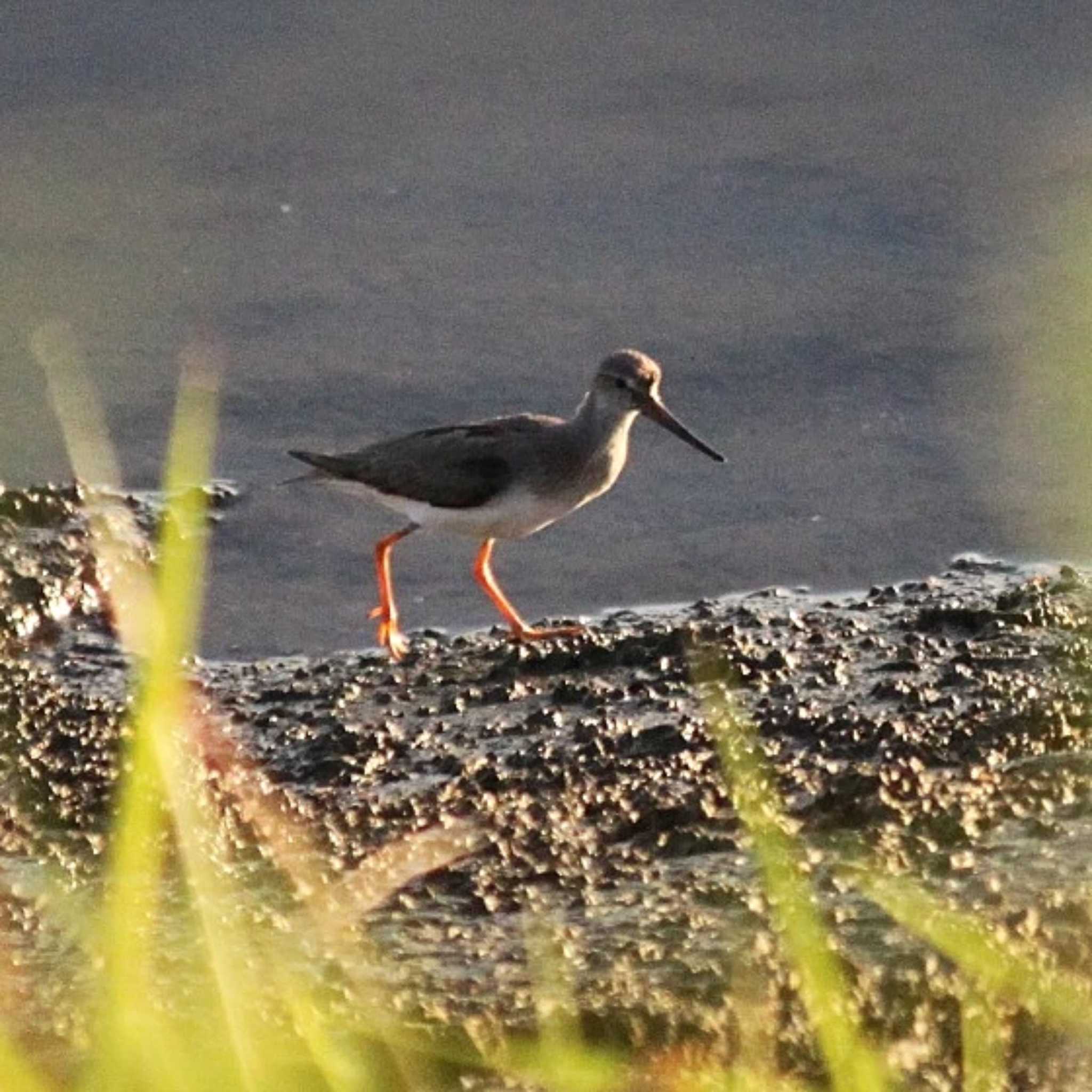 Terek Sandpiper