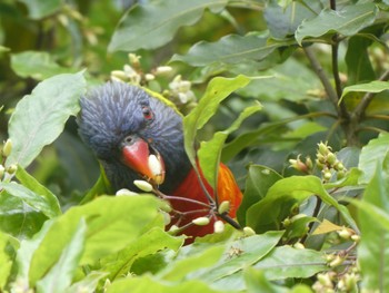 Rainbow Lorikeet Lane cove Weir, Lane Cove National Park, Nsw, Australia Sun, 9/4/2022