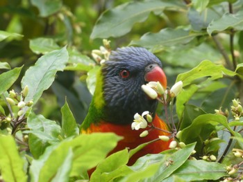 Rainbow Lorikeet Lane cove Weir, Lane Cove National Park, Nsw, Australia Sun, 9/4/2022