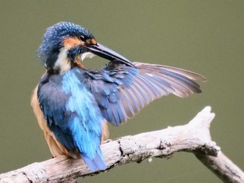 Sun, 9/4/2022 Birding report at 四季の森公園(横浜市緑区)