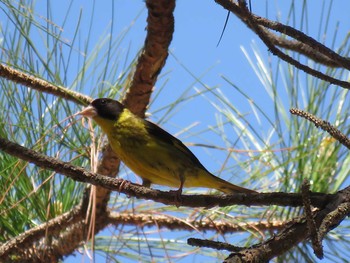 Vietnamese Greenfinch