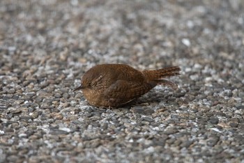 Eurasian Wren Mikiyama Forest Park Sat, 1/20/2018