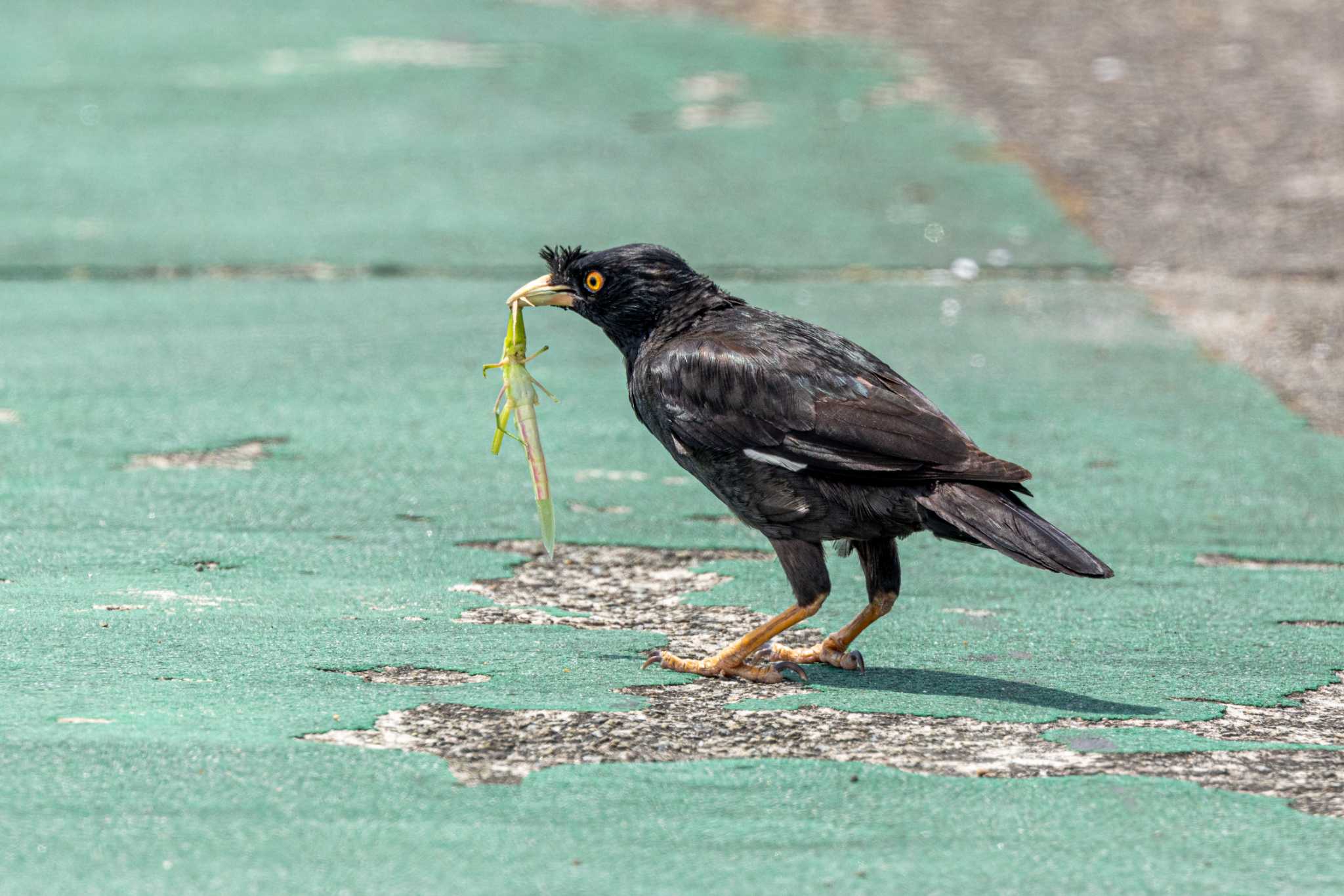 加古川河口 ハッカチョウの写真