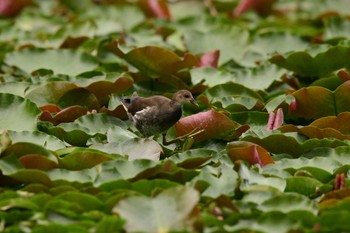 バン 大沼公園(北海道七飯町) 2022年9月3日(土)