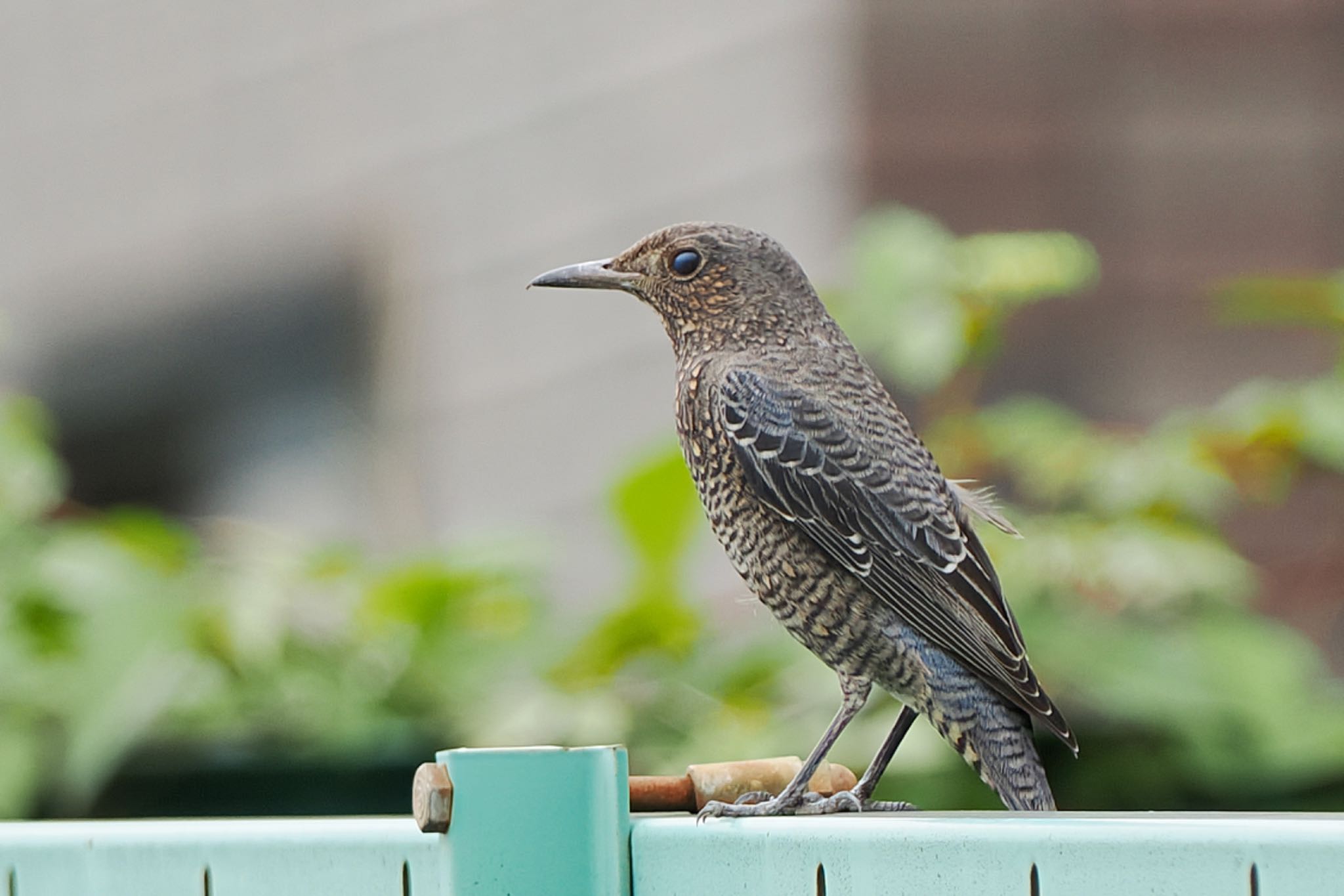 恩田川(鶴見川合流点付近) イソヒヨドリの写真