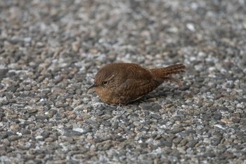 Eurasian Wren Mikiyama Forest Park Sat, 1/20/2018