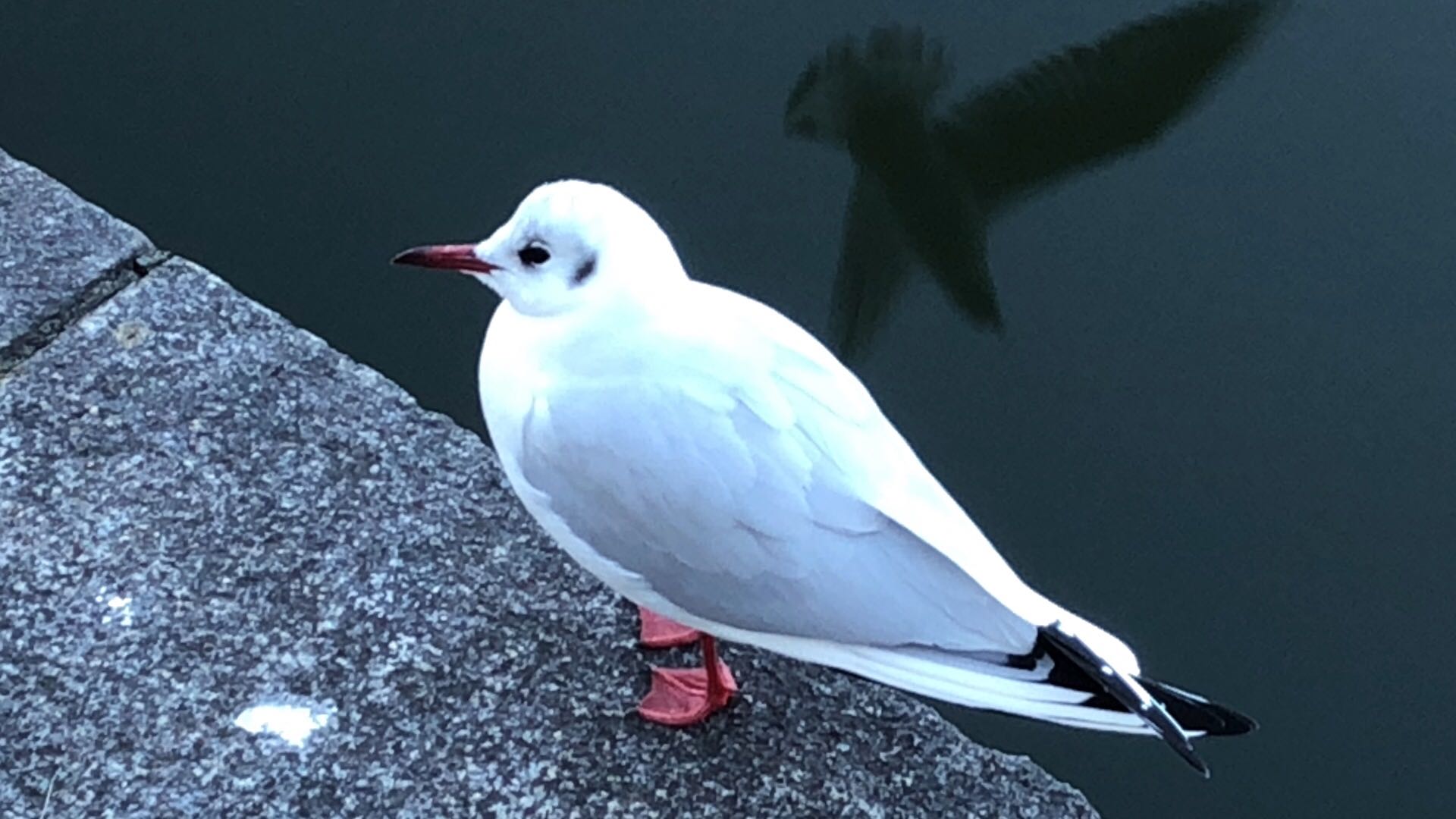 Photo of Black-headed Gull at Imperial Palace by サンダーバード