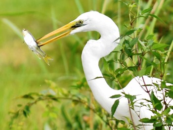 2022年9月6日(火) 江津湖の野鳥観察記録