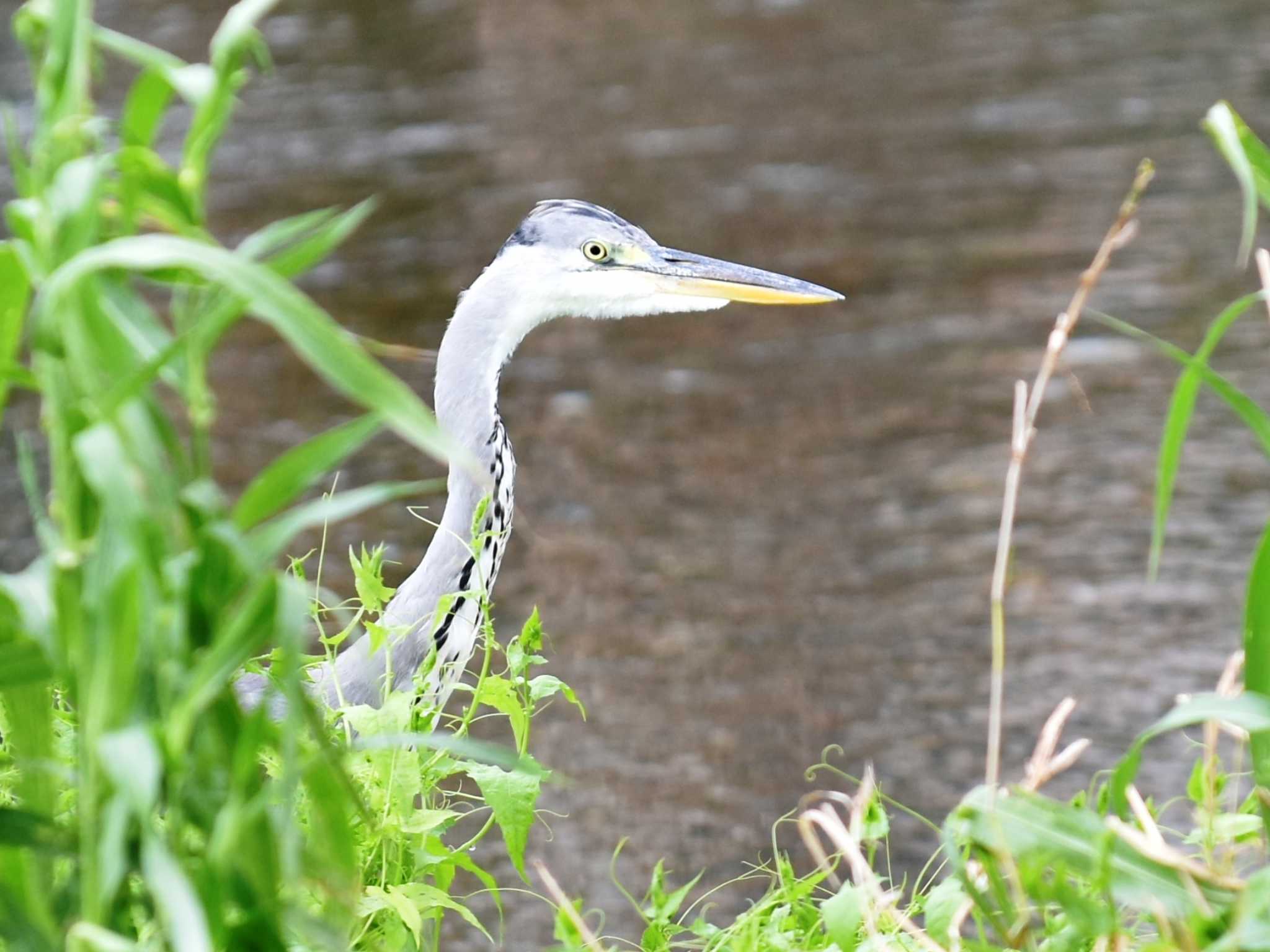 江津湖 アオサギの写真 by jo6ehm