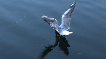 Black-headed Gull Imperial Palace Thu, 1/25/2018