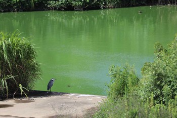 ゴイサギ 境川遊水地公園 2022年9月6日(火)