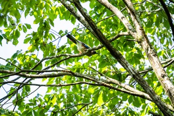 2022年9月5日(月) 早戸川林道の野鳥観察記録