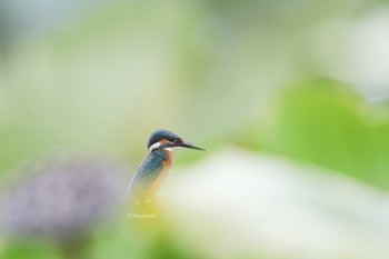Common Kingfisher 中国広東省 Sat, 9/1/2018