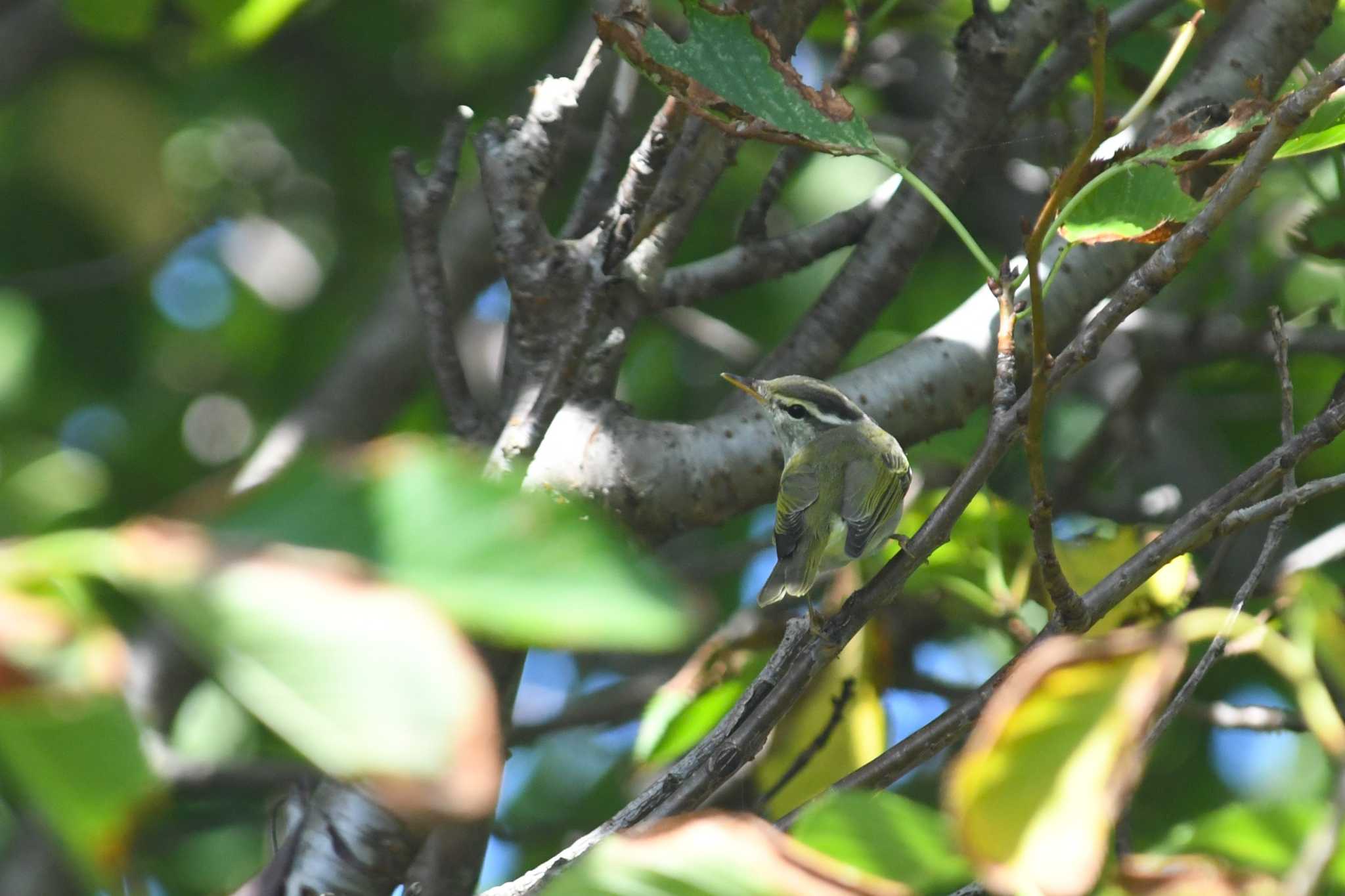 Eastern Crowned Warbler