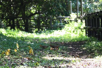 Chinese Bamboo Partridge Maioka Park Sun, 9/4/2022