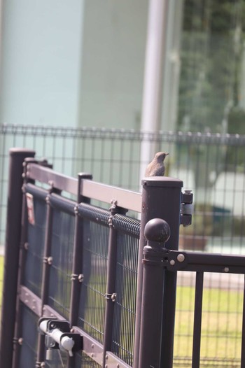 Blue Rock Thrush 境川遊水地公園 Tue, 9/6/2022