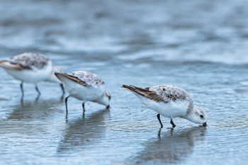 ミユビシギ ふなばし三番瀬海浜公園 2022年8月29日(月)